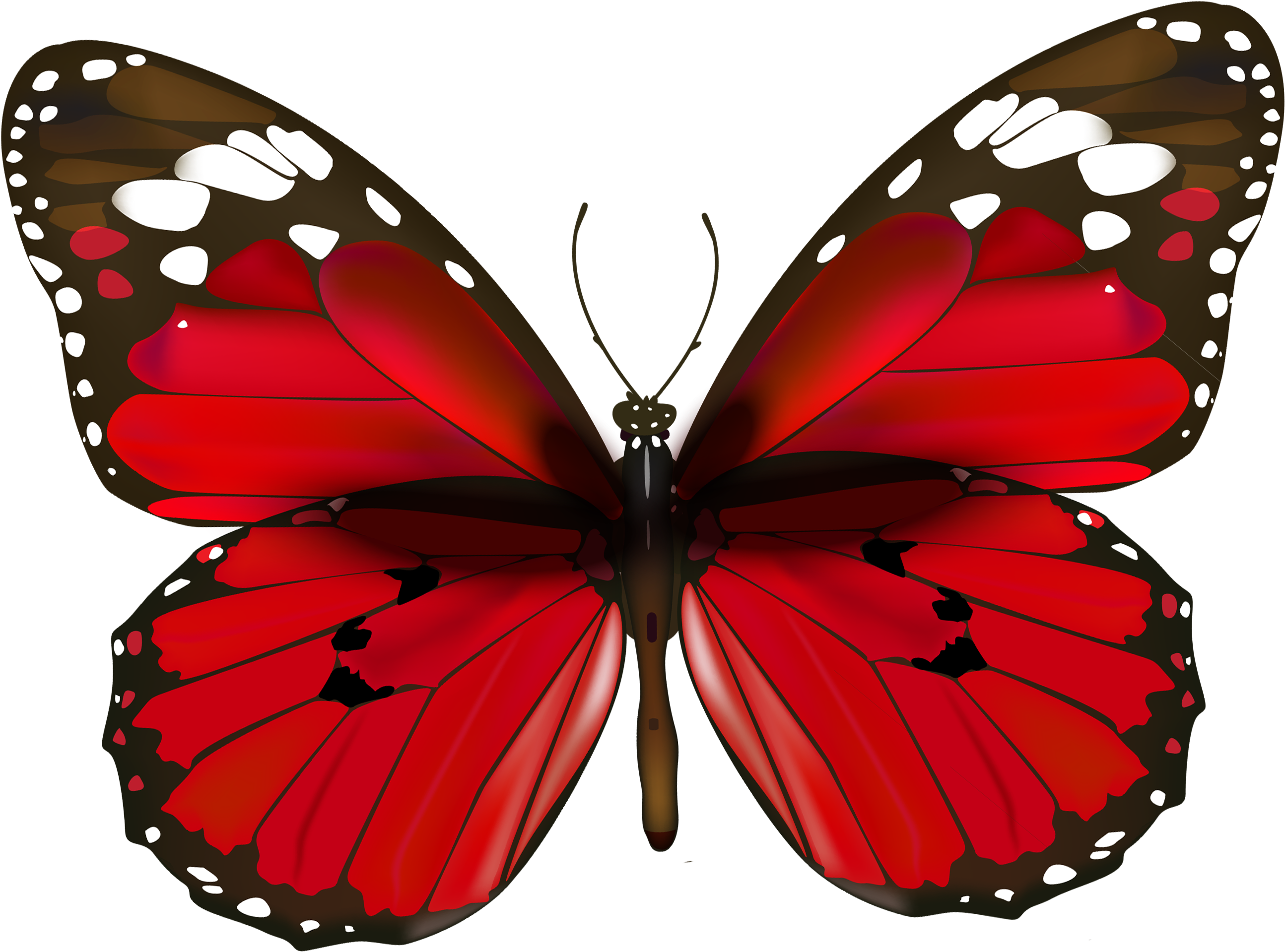 Butterfly Clipart Real - Butterfly Clipart Real (2704x2090)