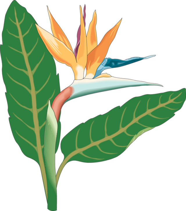 Bird Of Paradise Flower Clipart - Bird Of Paradise Flower Clip Art (640x725)