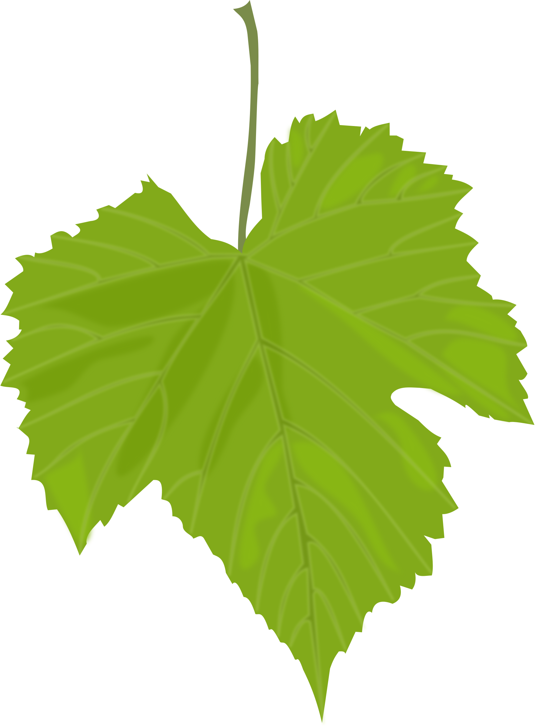 Fall Clipart Grape - Grape Leaves (1769x2400)