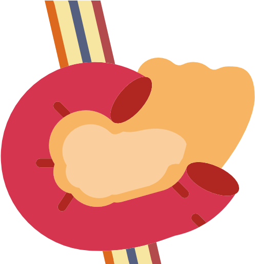 Pancreas Health - Pancreas Png (512x512)