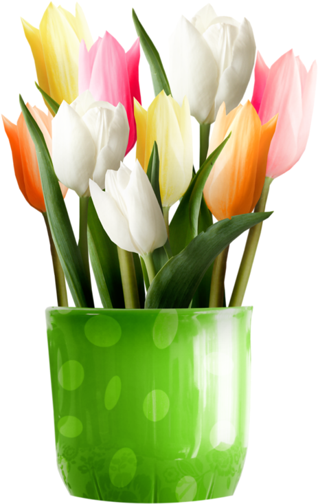 Pin By Erzsébet Szilágyi On Csak Tulipánok - Tulip (560x800)