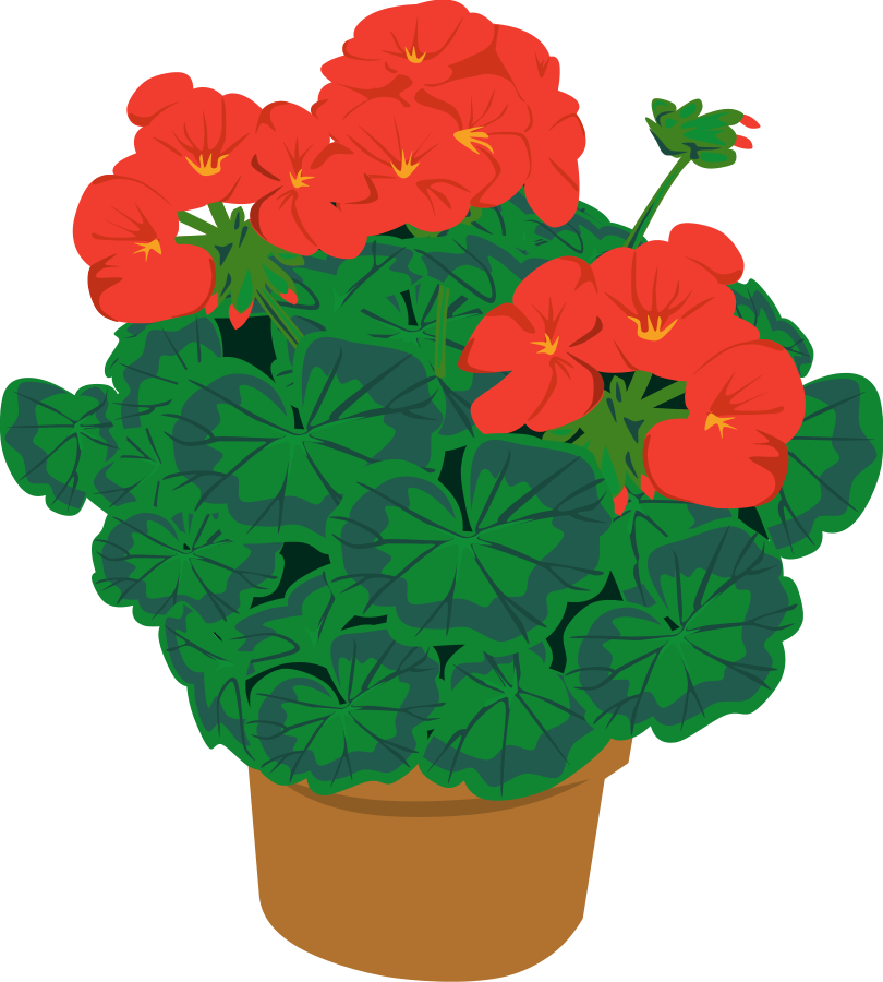 Geramium In A Pot Png Clip Arts - Geranium Clipart (810x900)