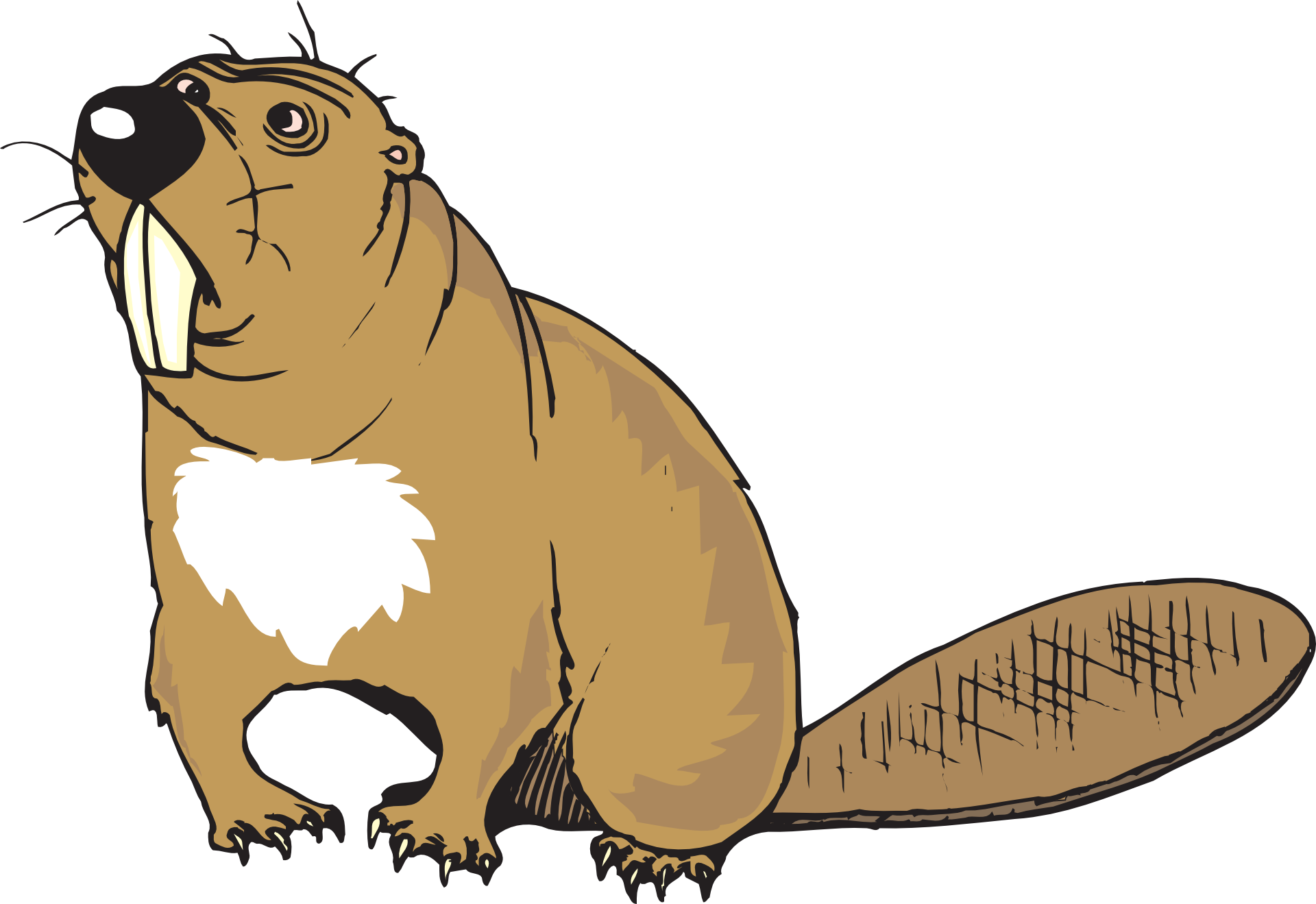 Confused Cartoon, Beaver, Art, Animal, Tail, Teeth, - Beaver Clipart Png (960x659)
