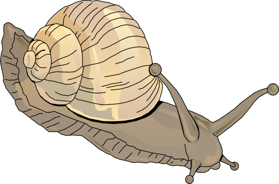 Snail Clipart Schliferaward - Clipart Snail (555x365)