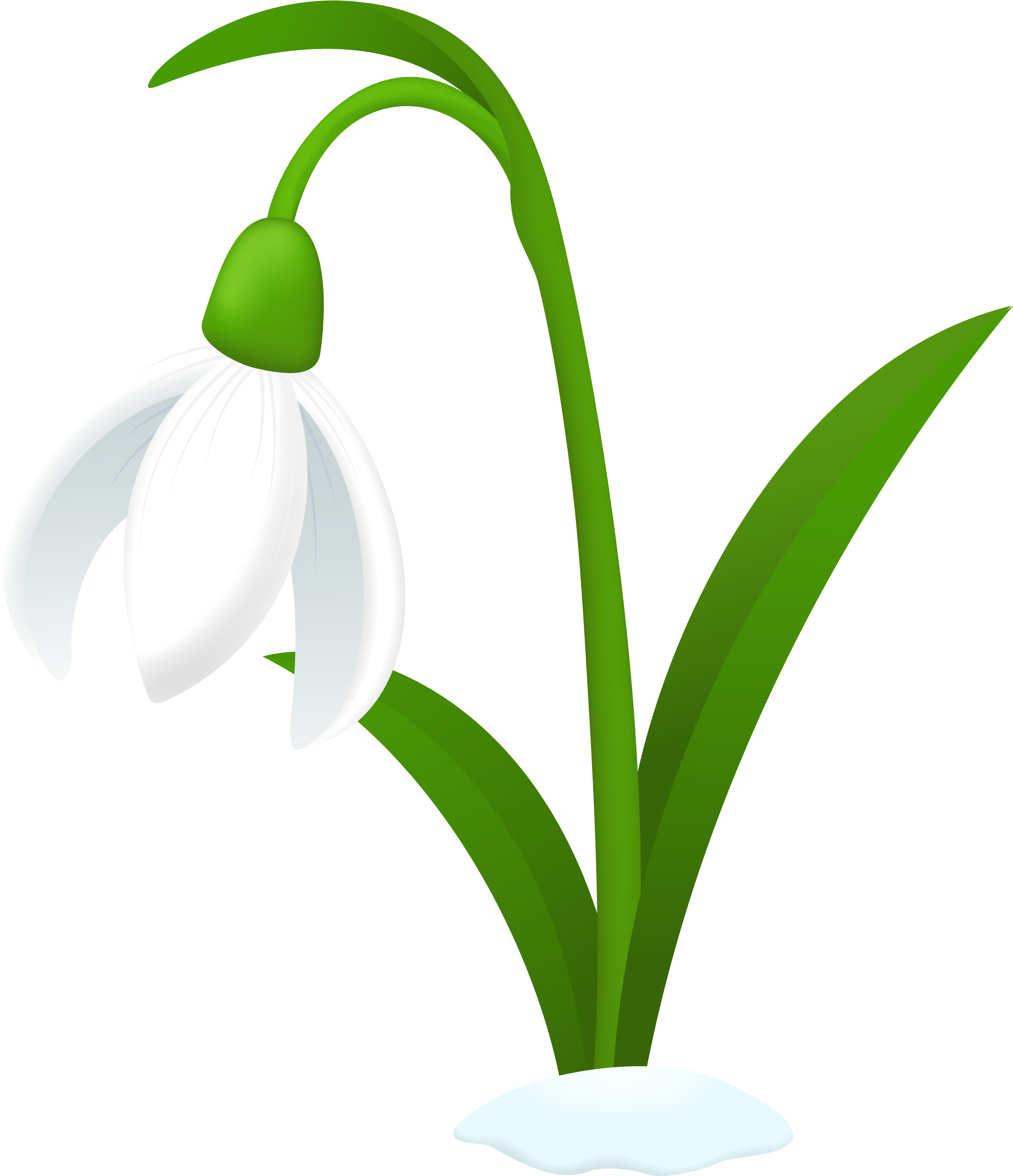 Snowdrop Flower Tattoos - Snowdrop Clipart (3361x4104)