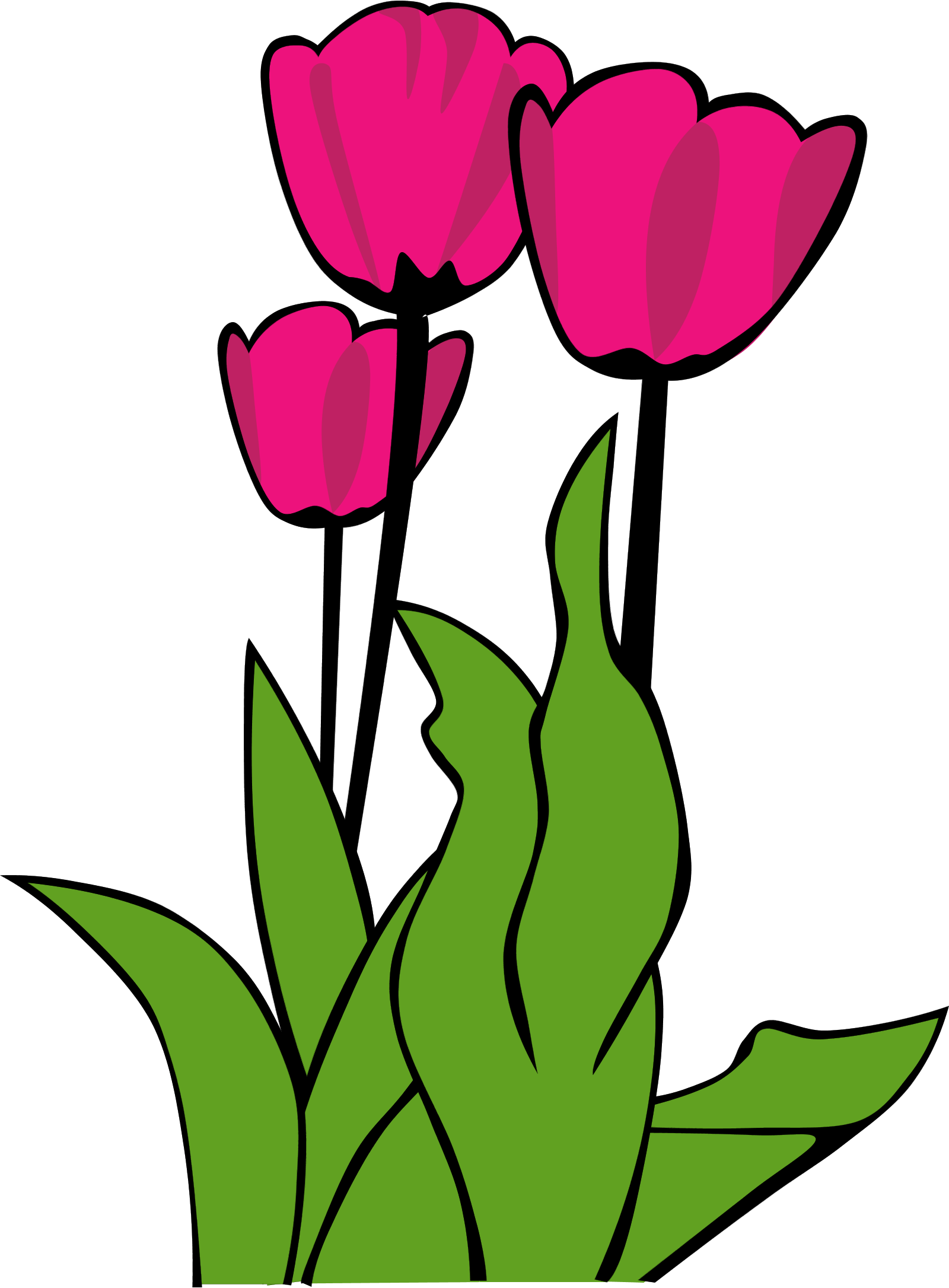 Tulip Clip Art - Tulip Clip Art (1600x2171)