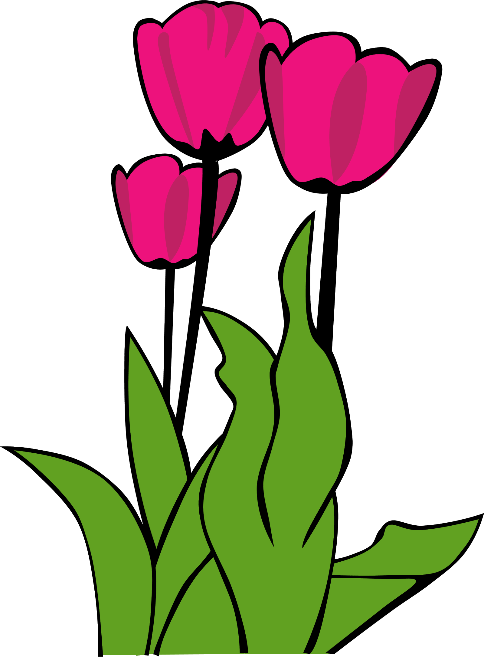 Tulip картинка для детей