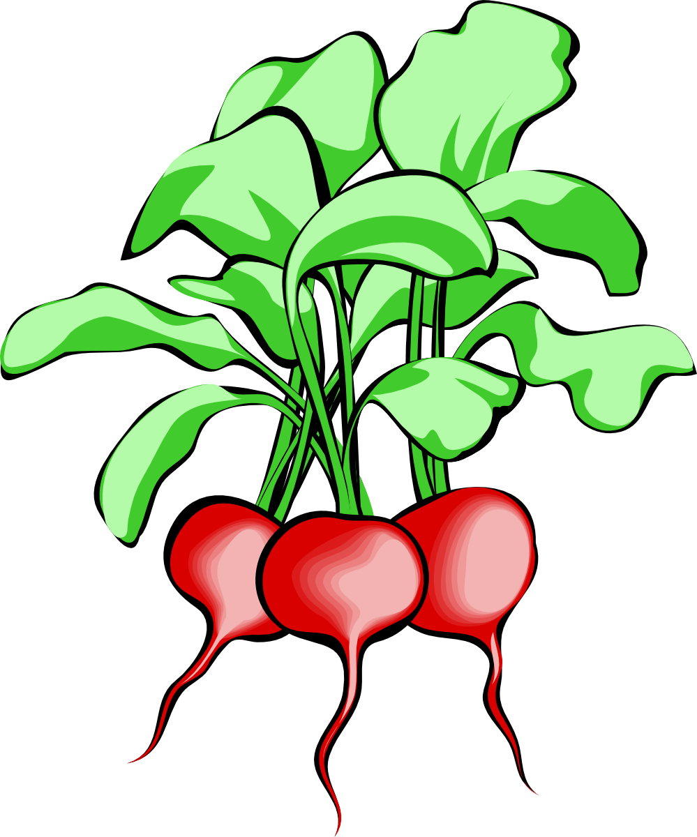 Vegetable Garden Clipart - Beets Clipart (999x1200)