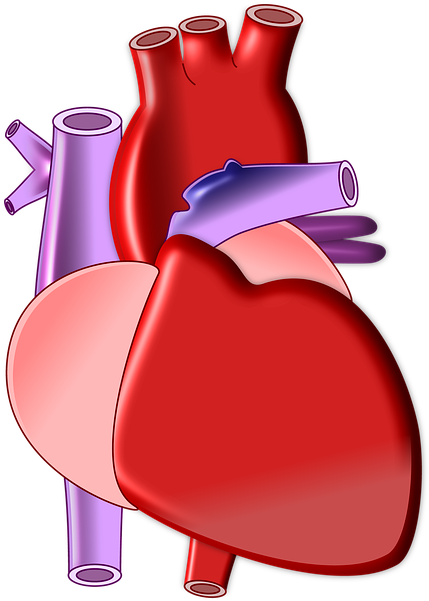 Heart Biology Organ Medical Health Body - Heart Biology Png (556x720)