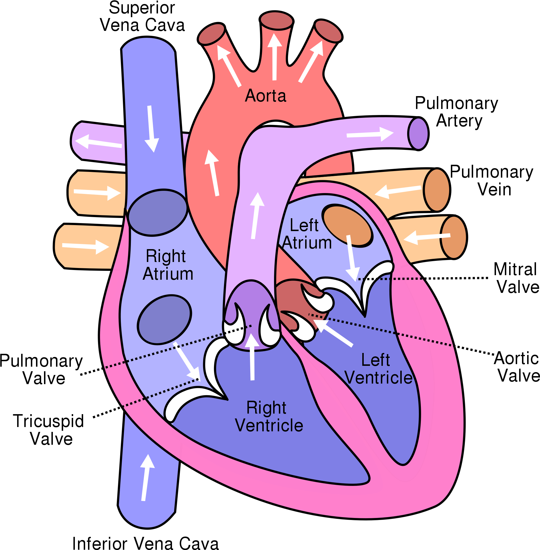 Wikipedia, The Free Encyclopedia - Heart System (2000x2000)