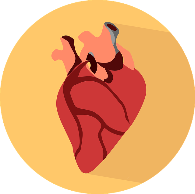 Heart-2411130 - Heart Organ Png (714x713)