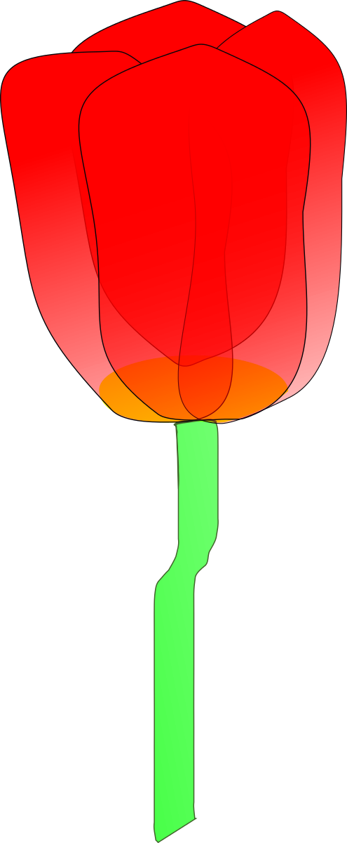 Tulip Clipart By Machovka - Clip Art (958x2324)