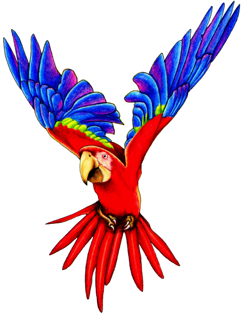 Macaw Clip Art - Flying Parrot Png (783x1014)