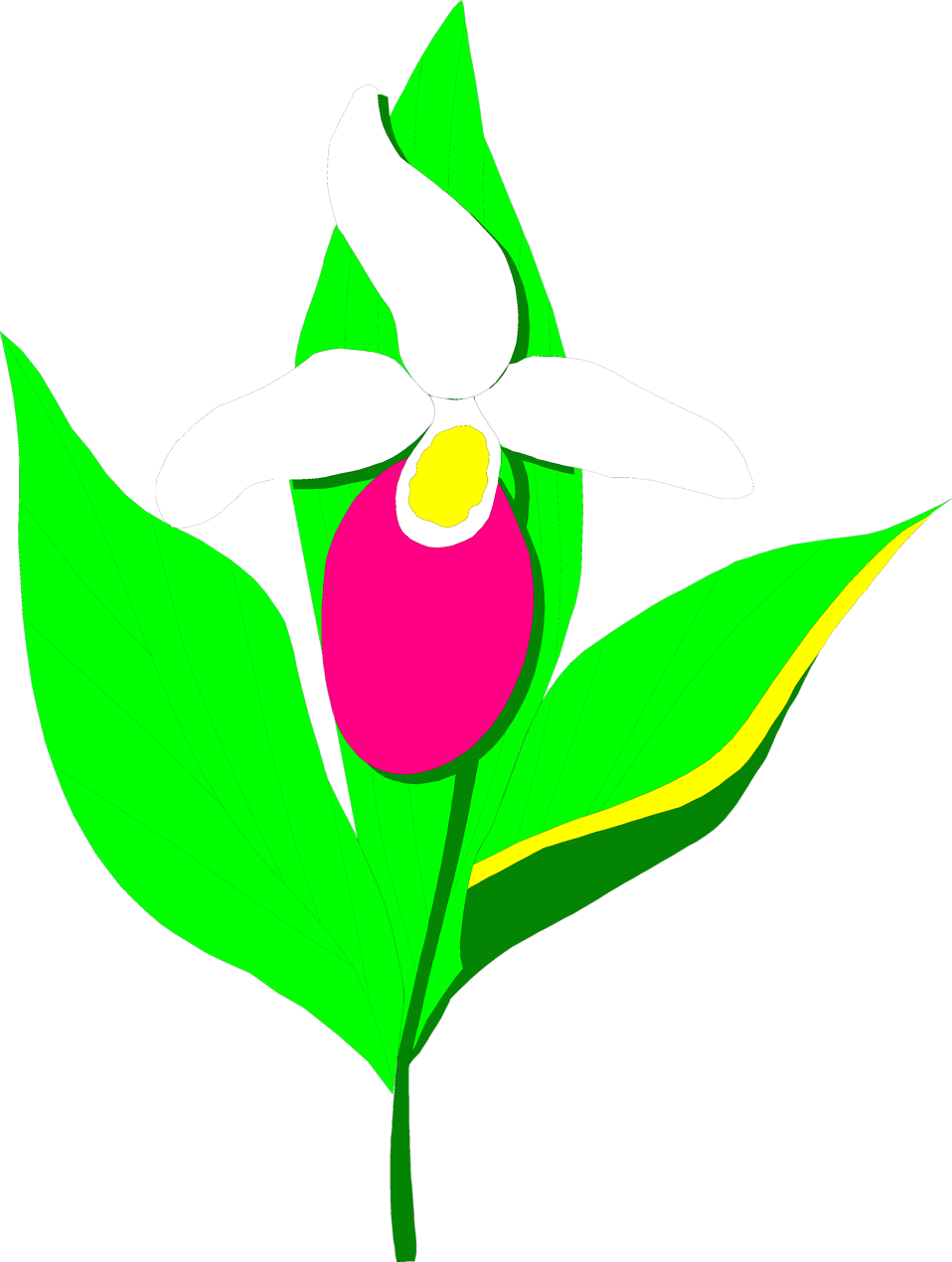 Orchid Flower Clip Art - Lady Slipper Clip Art (958x1270)