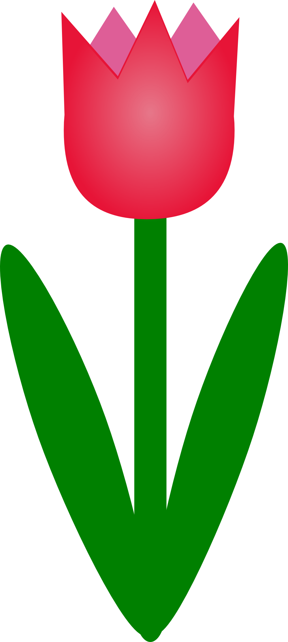 Tulip Flower Clip Art - Tulip Clipart (999x2221)