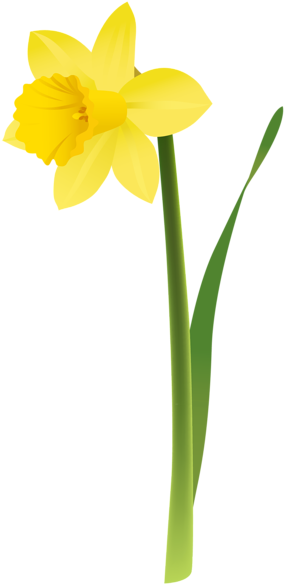 Http - //favata26 - Rssing - Com/chan-13940080/all - Clip Art Daffodil (316x600)