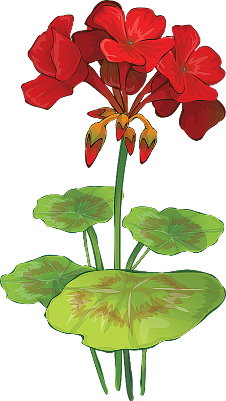 Grab This Free Summer Flower Clip Art - Geranium Flower Vector (735x1303)