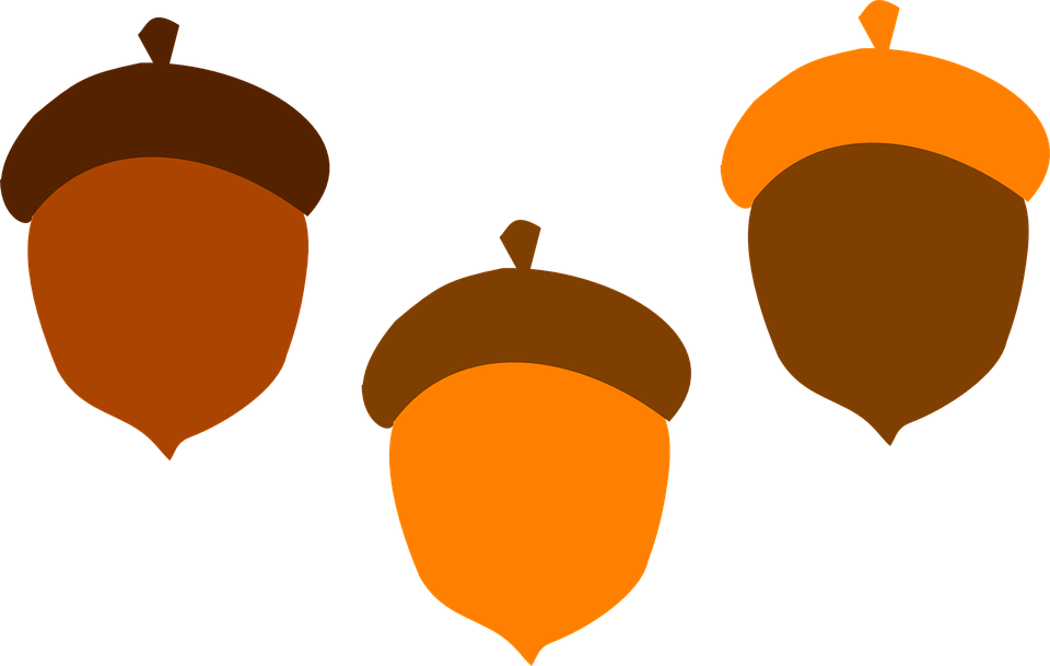 Acorn Brown Fall Food Tree Orange Squirrel - Fall Acorn Clip Art (1280x812)