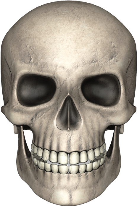 Skull Bone Skeleton Clip Art - Skull Bone Skeleton Clip Art (500x722)