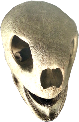 Open Shar Jaws - Cool Animal Skull (342x472)