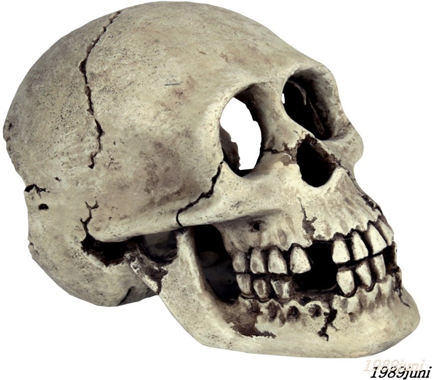 Skull Stock 2 By 1989juni - Skull Png Deviantart (900x788)