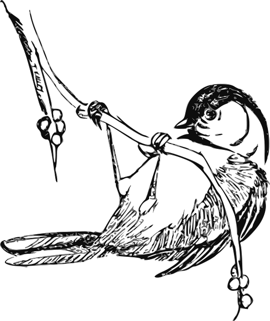 Public Domain - Black Capped Chickadee Drawings (538x640)