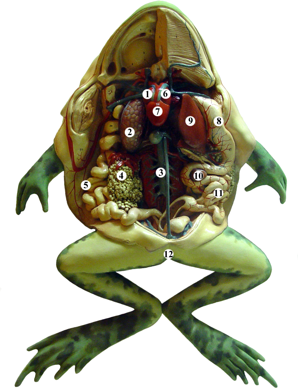 Dissection Of Frog Digestive System Lovely Frog Howling - Anatomy Of A Frog (970x1296)