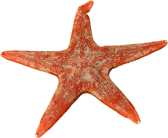Starfish Anatomy Worksheet - Starfish (538x441)