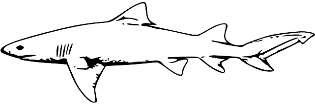 Outline, White, Danger, Fish, Book, Lemon, Line - Hammerhead Shark Fork Length (640x320)