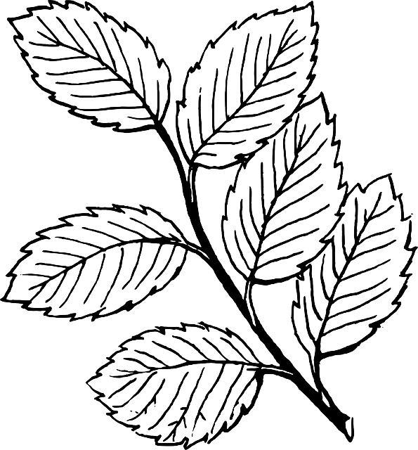 White Black, Fall, Outline, Drawing, Leaf, Tree, White - Leaves Clipart Black And White (595x640)