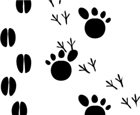 Animal Tracks Clipart - Animal Footprints (640x480)