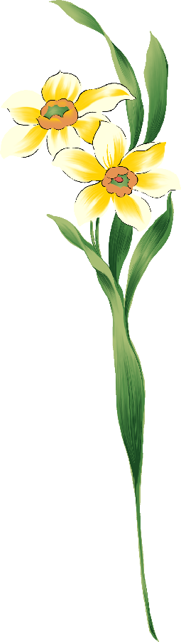 Flores Ilustraciones En Png Para Artesanía Y Diseños - Illustration (255x900)