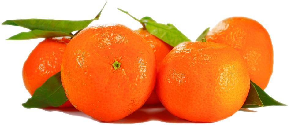Images Of Oranges 27, Buy Clip Art - Planta De Naranja Png (960x421)