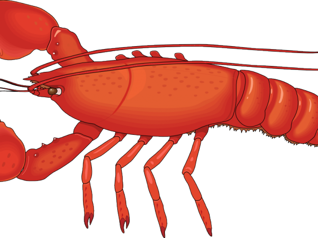 Lobster Clipart Under Sea - Lobster Png (640x480)