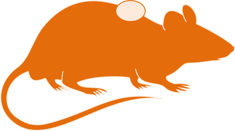 Syngeneic Models - Orange Rat Silhouette Transparent (821x459)