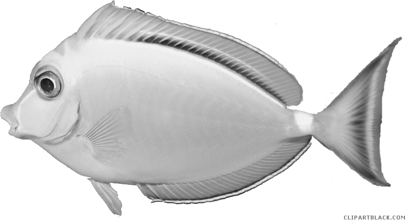 Fish Animal Free Black White Clipart Images Clipartblack - Pomacentridae (833x466)