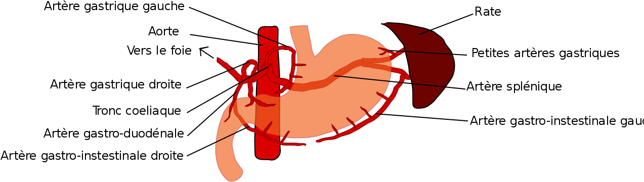 Crayfish Clipart 12, Buy Clip Art - Left Gastro Omental Artery (1280x405)