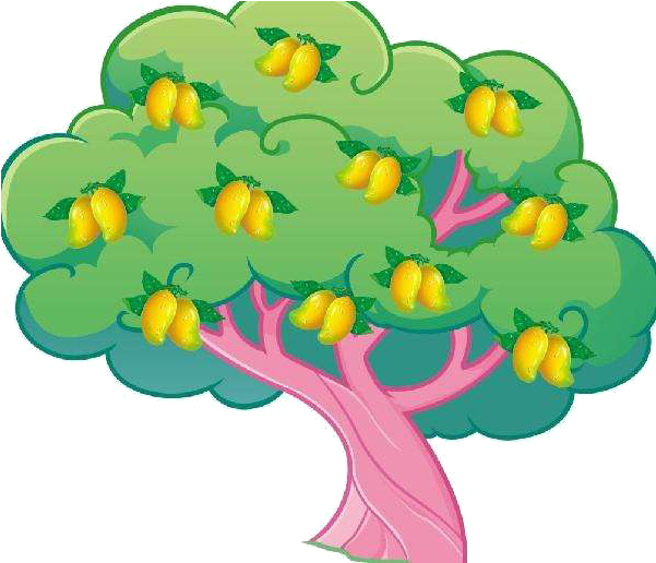 Mango Mangifera Indica Auglis Tree - Mango Mangifera Indica Auglis Tree (712x687)