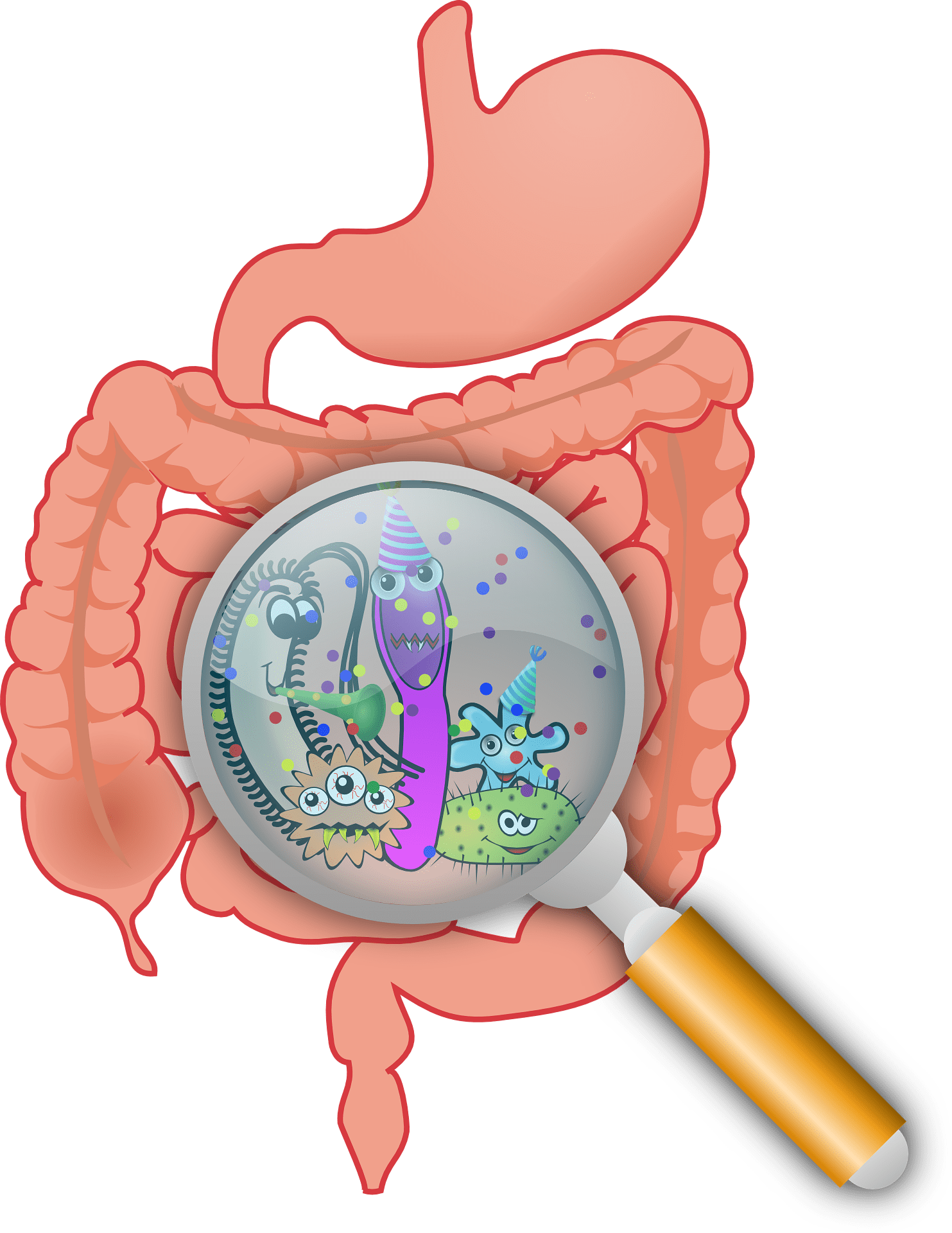 Constipation Is Also A Common Side Effect Of Medications - Gut Microbiome Png (1483x1920)