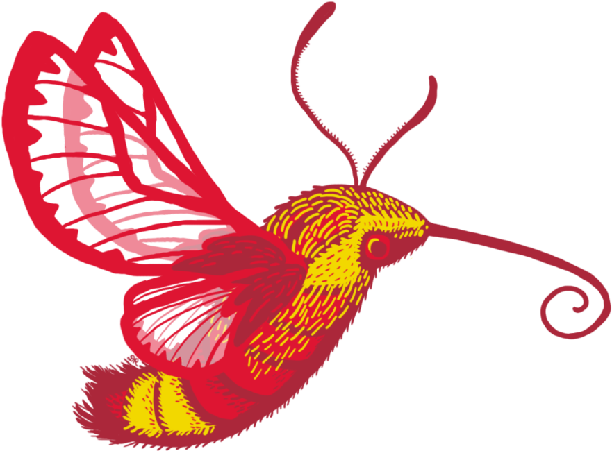 More Like Lilac Breasted Roller By Marthemarie - Hummingbird Moth Cartoon (900x678)