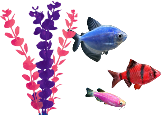 Adding Glofish® To Your Existing Aquarium - Coral Reef No Background (535x372)