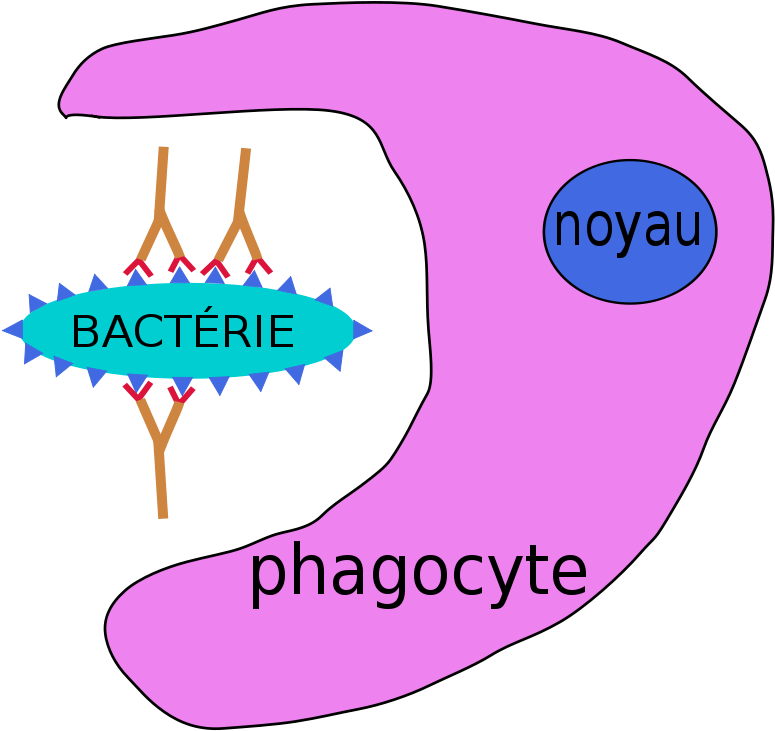 Immunity 20clipart - Phagocyte Definition (800x757)