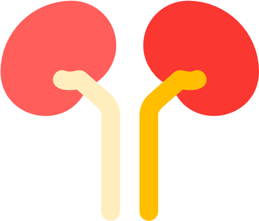 Kidney Free Icon - Kidney (512x512)