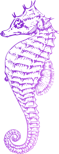 Sea Horse Free Vector (228x592)