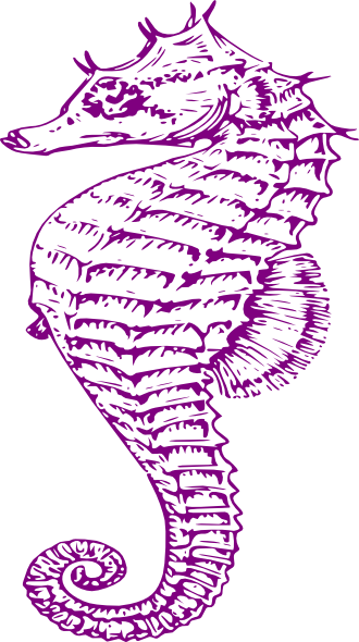 Purple Seahorse Clip Art - Seahorse ~ The Summer Series Canvas Print - Small (330x590)