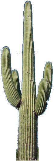 Cactus Png - Saguaro Cactus No Background (295x600)