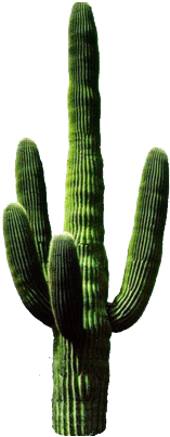 Cactus, Png, And Overlay Image - Cactus Png (500x500)