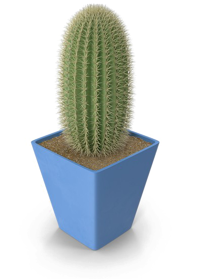 Saguaro Cactus Png Photo - Weberocereus (600x600)