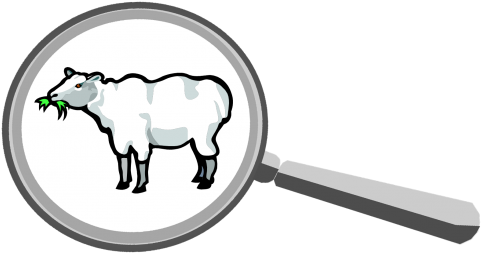 Wild And Wooly - Colt (498x309)