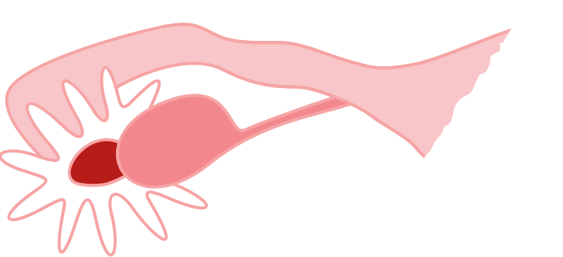 Medium Image - Ovary Clipart (958x434)